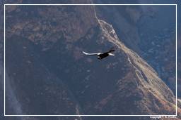 Cruz del Condor (94) Condor des Andes
