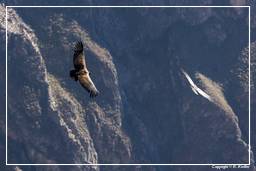 Cruz del Condor (121) Condor des Andes