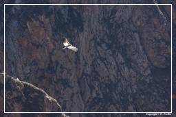 Cruz del Condor (130) Condor delle Ande