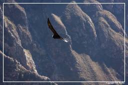 Cruz del Condor (161) Condor des Andes