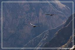 Cruz del Condor (176) Condor des Andes