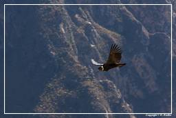 Cruz del Condor (178) Condor des Andes