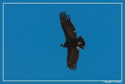 Cruz del Condor (199) Condor des Andes