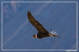 Cruz del Condor (206) Condor delle Ande