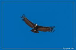 Cruz del Condor (215) Condor des Andes