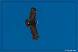 Cruz del Condor (217) Condor des Andes