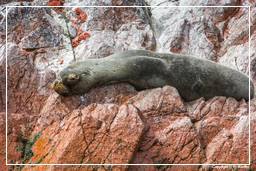 Paracas National Reservation (123) Ballestas islands - South American sea lion