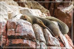 Paracas National Reservation (169) Ballestas islands - South American sea lion