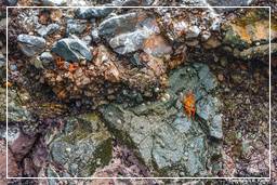 Paracas National Reservation (172) Ballestas islands - Red Crab
