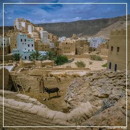 Yémen (106) Wadi Hadramout