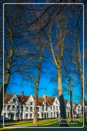 Beguinage Ten Wijngaerde, Bruges (57)