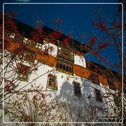 Punakha (7)