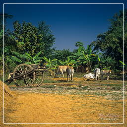 Pueblo cerca de Battambang (1)