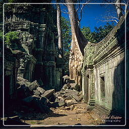 Ta Prohm (5)