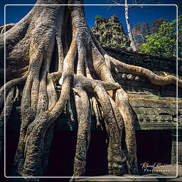 Ta Prohm (6)