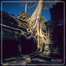 Ta Prohm (7)