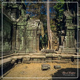 Ta Prohm (8)