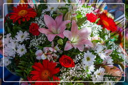 Flower market, Nice (13)