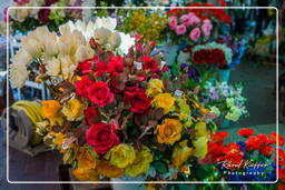 Flower market, Nice (17)