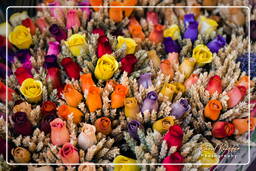Flower market, Nice (30)