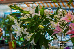 Nice (38) Marché aux fleurs