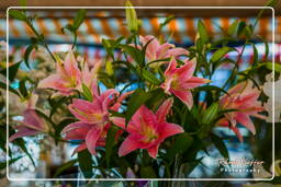 Niza (39) Mercado de las flores