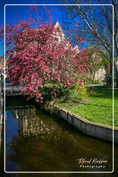 Colmar (56)