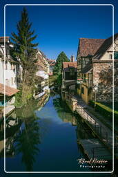 Colmar (82)