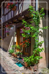 Eguisheim (60)