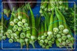 Cacao (16) Okra (Gombo)