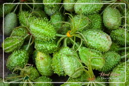 Cacao (29) Cucumis anguria (Maroon cucumber)