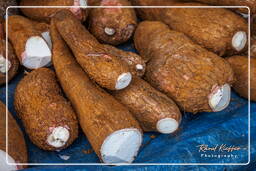Cassava (Manioc), Cacao (41)