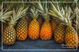 Pineapple, Cacao (148)