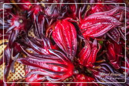 Red sorrel, Cacao (201)
