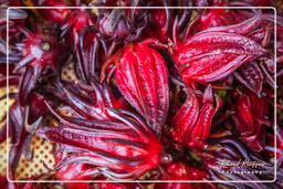 Cacao (201) Acedera roja