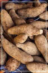 Mercato di Caienna (46) Ipomoea batatas (Patata dolce)