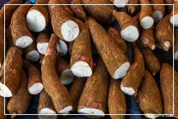 Cayenne market (56) Cassava (Manioc)