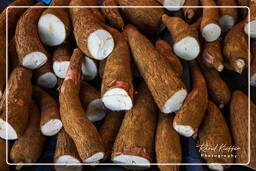 Marché de Cayenne (56) Manioc