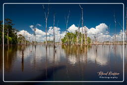 Dam Petit Saut (714)