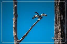 Cormorant, Dam Petit Saut (740)