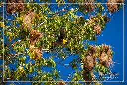 Dam Petit Saut (806) Yellow-rumped cacique