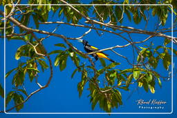 Yellow-rumped cacique, Dam Petit Saut (818)