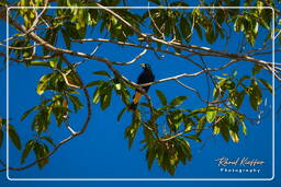 Yellow-rumped cacique, Dam Petit Saut (826)