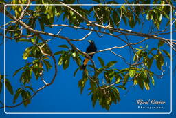 Dam Petit Saut (826) Yellow-rumped cacique