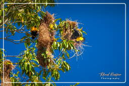 Yellow-rumped cacique, Dam Petit Saut (832)