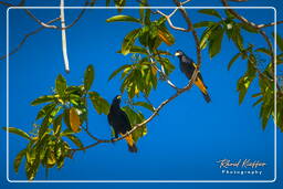 Yellow-rumped cacique, Dam Petit Saut (868)