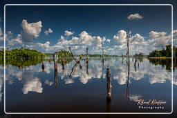 Dam Petit Saut (882)