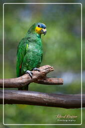 Zoológico da Guiana Francesa (19)