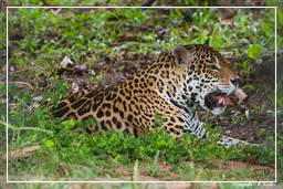French Guiana Zoo (39) Jaguar