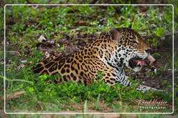 Jaguar, French Guiana Zoo (39)